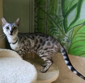 www.amanzobengals.com Silver Black Spotted Female Bengal Queen