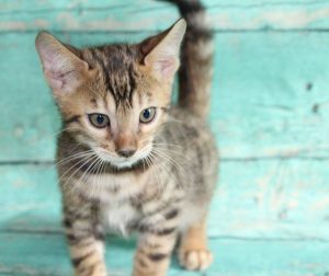 www.amazonbengals.com AmazonBengals-Brown-BLack-Spotted-Bengal-Kitten-MALE-Prince-Dimitri