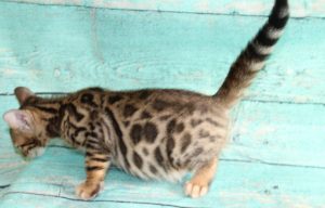 www.amazonbengals.com AmazonBengals-Brown-BLack-Spotted-Bengal-Kitten-MALE-Prince-Dimitri