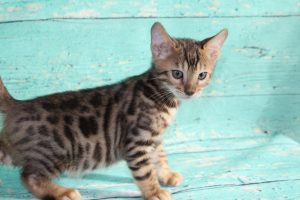 www.amazonbengals.com AmazonBengals-Brown-BLack-Spotted-Bengal-Kitten-MALE-Prince-Dimitri
