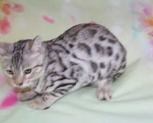 www.amazonbengals.com Silver Black Spotted Female Princess Heather