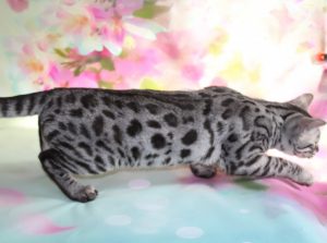 www.amazonbengals.com Silver Charcoal Spotted Female Princess Kolbe