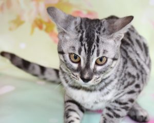 www.amazonbengals.com Silver Charcoal Spotted Female Princess Kolbe