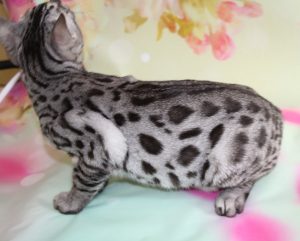 www.amazonbengals.com Silver Charcoal Spotted Female Princess Kolbe