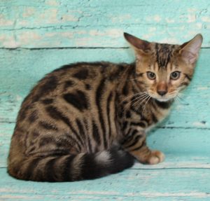 www.amazonbengals.com AmazonBengals-Brown-BLack-Spotted-Bengal-Kitten-MALE-Prince-Dimitri