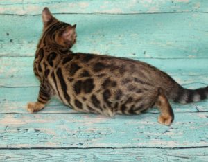 www.amazonbengals.com AmazonBengals-Brown-BLack-Spotted-Bengal-Kitten-MALE-Prince-Dimitri