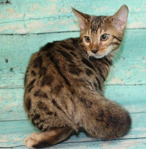 www.amazonbengals.com AmazonBengals-Brown-BLack-Spotted-Bengal-Kitten-MALE-Prince-Dimitri