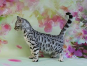 www.amazonbengals.com AmazonBengals Silver Black Spotted Female Princess Paige