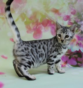 www.amazonbengals.com AmazonBengals Silver Black Spotted Female Princess Paige