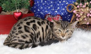 www.amazonbengals.con AmazonBengals-Brown-black-Spotted-Bengal-Kitten-Female-Princess-Davery