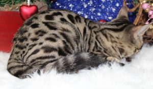www.amazonbengals.con AmazonBengals-Brown-black-Spotted-Bengal-Kitten-Female-Princess-Davery