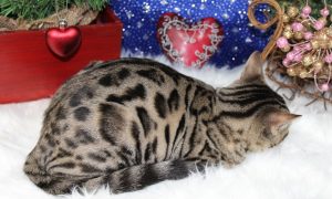 www.amazonbengals.con AmazonBengals-Brown-black-Spotted-Bengal-Kitten-Female-Princess-Davery