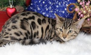 www.amazonbengals.con AmazonBengals-Brown-black-Spotted-Bengal-Kitten-Female-Princess-Davery