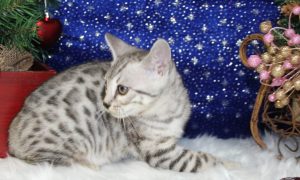 www.amazonbengals.com AmazonBengals Silver Black Spotted Female Princess Jackie