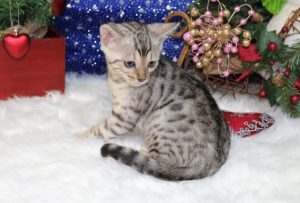 www.amazonbengals.com AmazonBengals Silver Black Spotted Female Princess Johanna