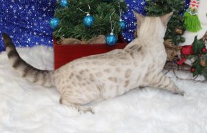 www.amazonbengals.com AmazonBengals Seal Lynx Male Prince Kortn