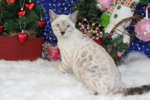 www.amazonbengals.com AmazonBengals Seal Lynx Female Princess Matfei