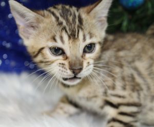 www.amazonbengals.com Brown Black Spotted Bengal Kitten Male Prince Shilo