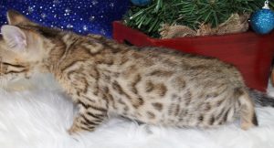 www.amazonbengals.com Brown Black Spotted Bengal Kitten Male Prince Shilo