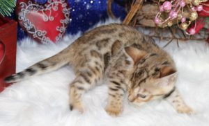 www.amazonbengals.com Brown Black Spotted Bengal Kitten Female Princess Sandi