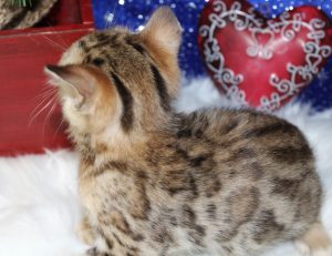 www.amazonbengals.com Brown Black Spotted Bengal Kitten Female Princess Sandi