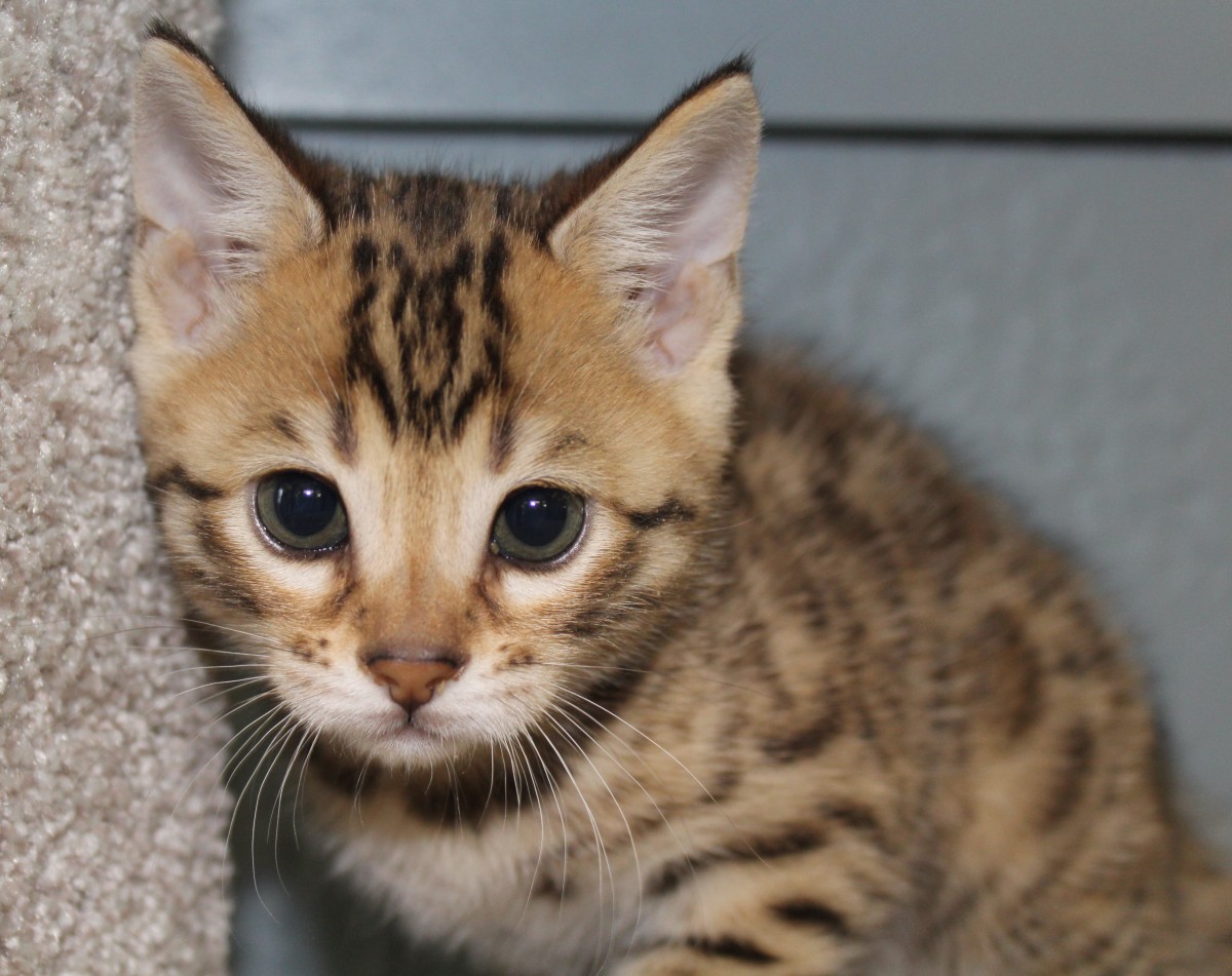 Silver & Brown Spotted Bengal Kittens For Sale Texas Amazon Bengals