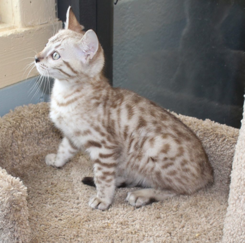 Previous Bengal Litters Amazon Bengals
