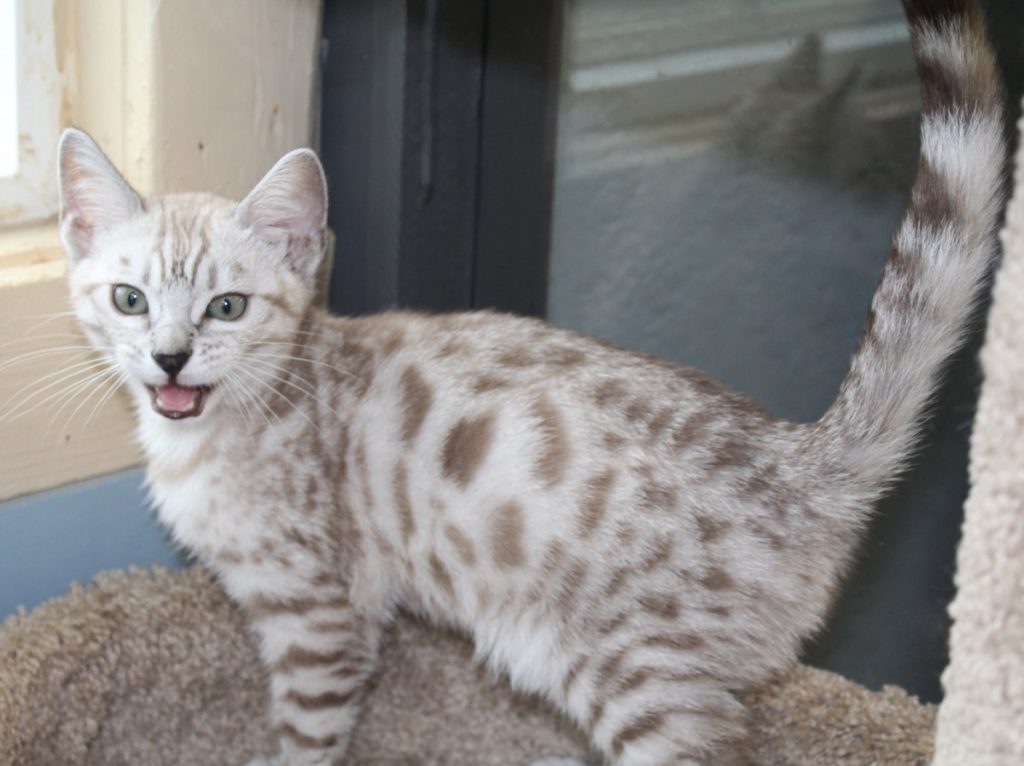 Silver & Brown Spotted Bengal Kittens For Sale Texas Amazon Bengals