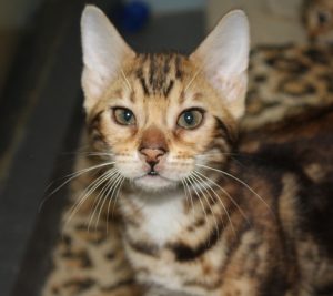 www.amazonbengals.com AmazonBengalsBrown Black Marble Female Princess Sophia