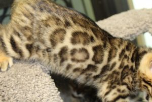 www.amazonbengals.com AmazonBengals Brown Black Spotted Bengal Kitten Male Prince Ryan