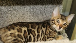 www.amazonbengals.com AmazonBengals Brown Black Spotted Bengal Kitten Male Prince Ryder