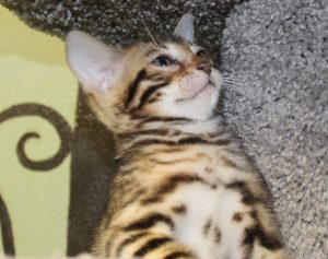 www.amazonbengals.com AmazonBengals Brown Black Spotted Bengal Kitten Male Prince Ryker