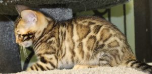 www.amazonbengals.com AmazonBengals Brown Black Spotted Bengal Kitten Male Prince Ryker