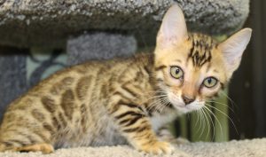 www.amazonbengals.com AmazonBengals Brown Black Spotted Bengal Kitten Female Princess Ryley