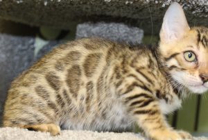 www.amazonbengals.com AmazonBengals Brown Black Spotted Bengal Kitten Female Princess Ryley