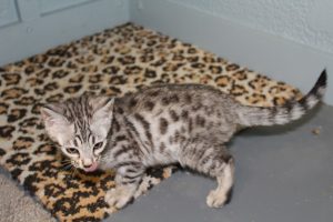 www.amazonbengals.com AmazonBengals Silver Black Spotted Bengal Kitten Prince Oliver