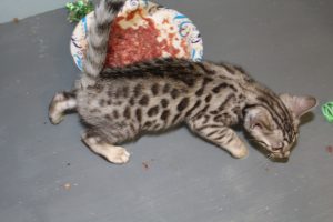 www.amazonbengals.com AmazonBengals Silver Black Spotted Bengal Kitten Prince Owen