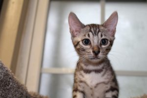 www.amazonbengals.com AmazonBengals Silver Black Spotted Bengal Kitten Prince Owen