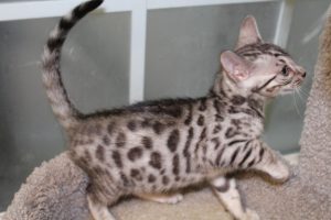 www.amazonbengals.com AmazonBengals Silver Black Spotted Bengal Kitten Prince Owen