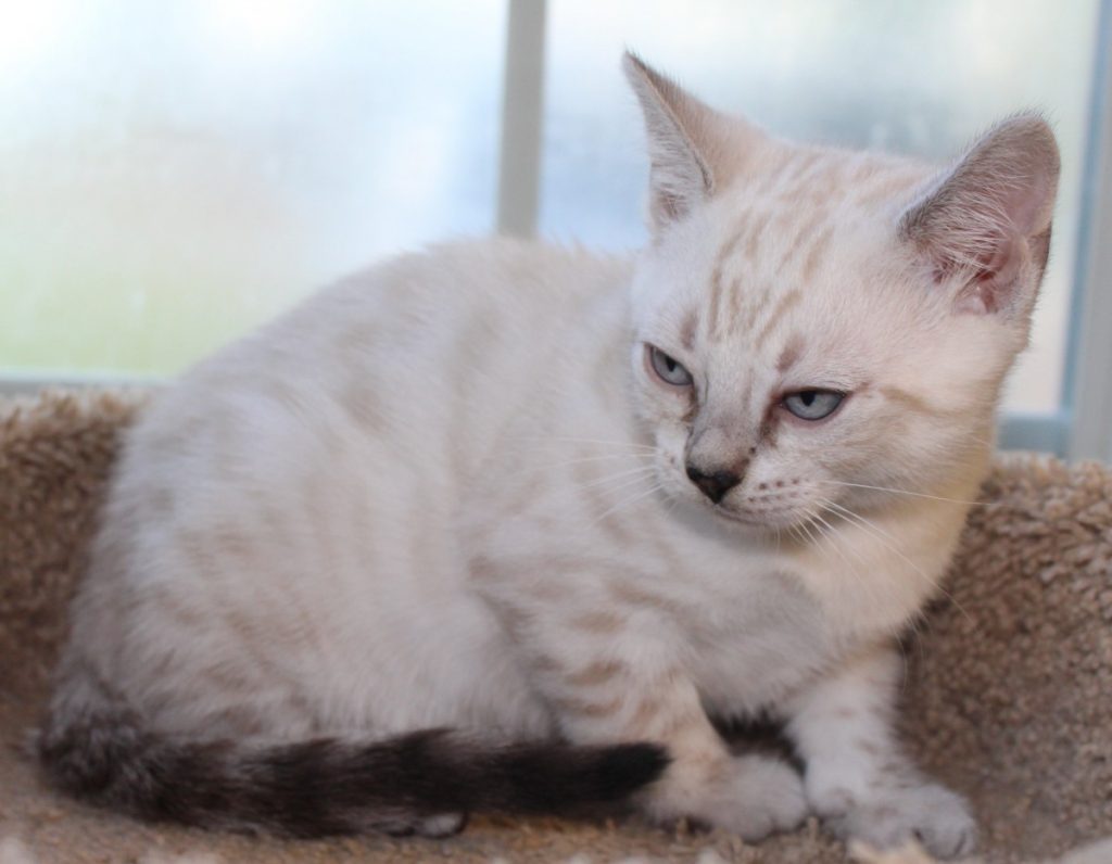 Silver & Brown Spotted Bengal Kittens For Sale Texas Amazon Bengals