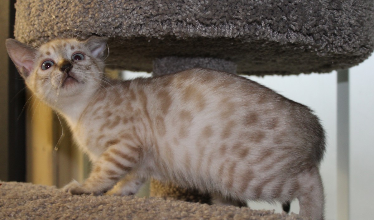 Silver & Brown Spotted Bengal Kittens For Sale Texas Amazon Bengals