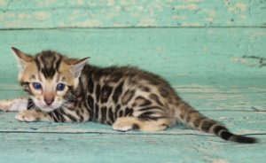 www.amazonbengals.com Brown Black Spotted Male Bengal Kitten Prince Drew