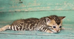 www.amazonbengals.com Brown Black Spotted Male Bengal Kitten Prince Davis