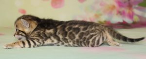 www.amazonbengals.com AmazonBengals Brown Black Spotted Female Bengal Kitten Princess Daisy
