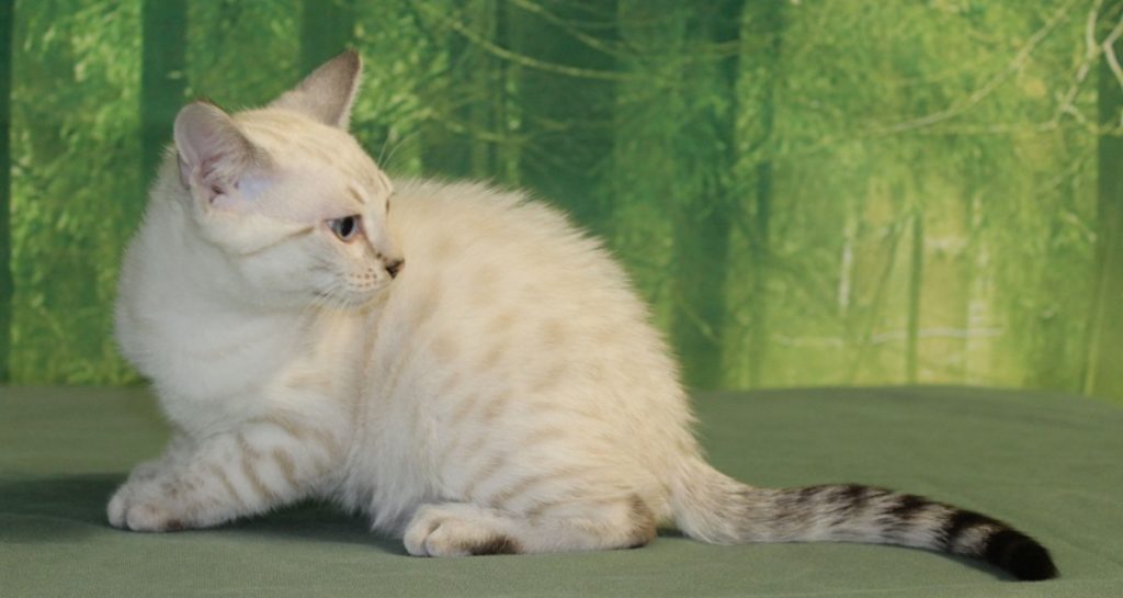 Silver & Brown Spotted Bengal Kittens For Sale Texas Amazon Bengals