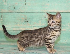 www.amazonbengals.com Brown Black Spotted Bengal Kitten male Prince Tequito