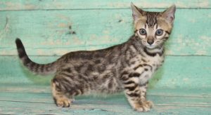 www.amazonbengals.com Brown Black Spotted Bengal Kitten male Prince Tequito