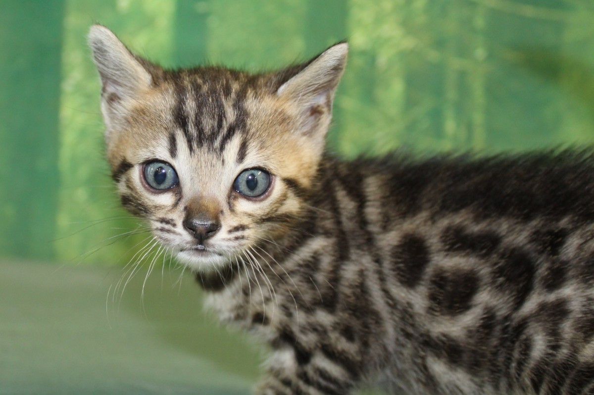 Silver & Brown Spotted Bengal Kittens For Sale Texas Amazon Bengals