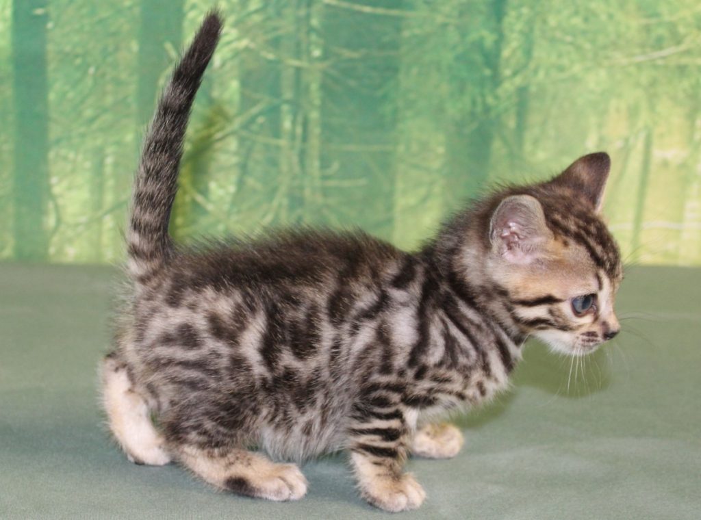 Silver & Brown Spotted Bengal Kittens For Sale Texas Amazon Bengals