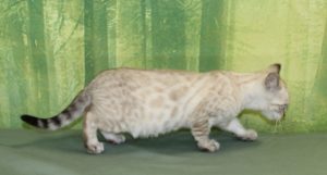 www.amazonbengals.com Seal Mink Spotted Female Bengal Kitten Princes Darling